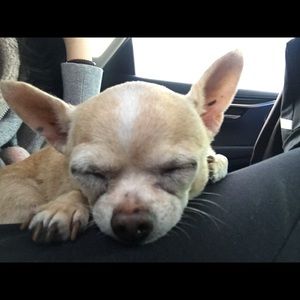 Meet your Posher, Shine